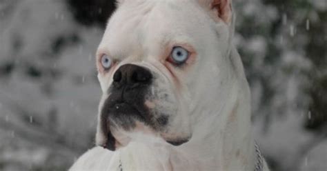 Black blue eye boxer puppies. white boxer with blue eyes | Boxer dogs :D | Pinterest ...