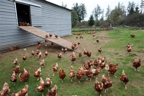 Poultry Farm Near Me