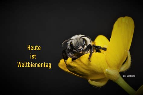 Darauf heute ein extra pils um die nieren zu guten morgen zum heutigen #weltnierentag! Weltbienentag in 2020 | Bienen, Tiere, Schnauzer