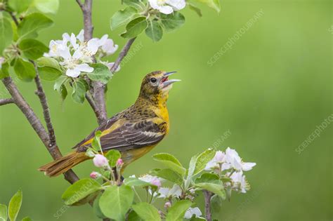 Maybe you would like to learn more about one of these? Baltimore oriole, female - Stock Image - C043/8541 ...