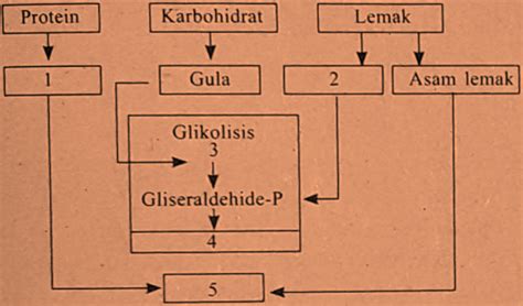 Konsentrasi larutan air kapur (k) k 1 = konsentrasi 0% k 2 = konsentrasi 1,5% k 3 = konsentrasi 2,5% faktor 2. Soal dan Pembahasan Biologi UN SMA Tahun 2018 No.21-30 - J4WAB