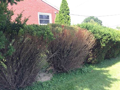 İngilizce türkçe online sözlük tureng. diagnosis - Why are some of these Yew bushes dying? - Gardening & Landscaping Stack Exchange