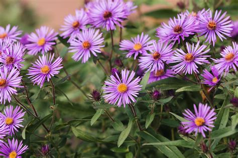 How To Grow And Care For New England Asters