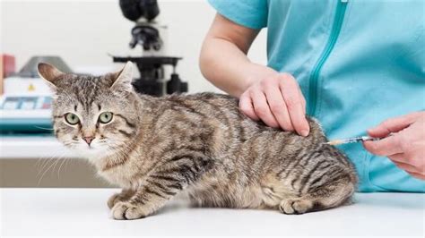 Als katzenjunges oder jungkatze wird ein jungtier der hauskatze bezeichnet. Impfung der Katze - Grundimmunisierung & Auffrischung ...