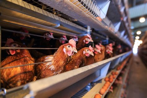 Millions Of Iowa Chickens Infected With Deadly Strain Of Bird Flu