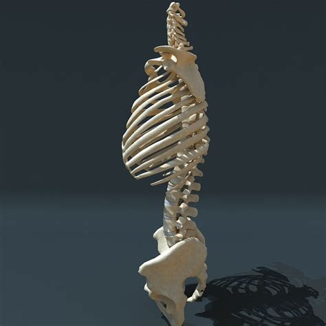 Pin By Ricky Metallic Ricky On Анатомия In 2020 Skeleton Torso