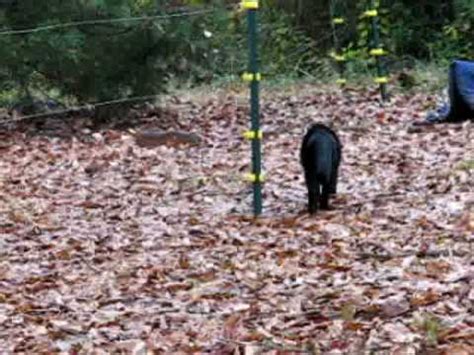 Welcome to strainrite fencing systems we are a manufacturer & exporter of quality fencing tools and fencing equipment. Cat ZAPPED by electric fence - YouTube