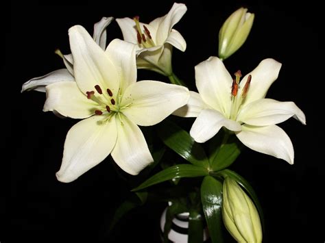 Maybe you would like to learn more about one of these? How Long Do Lilies Last in a Vase - Krostrade