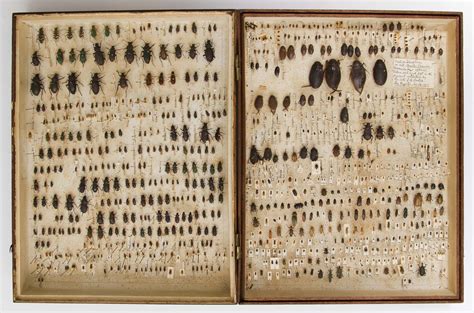 Barnacles Beetles Finches And Fishes Charles Darwins Specimen
