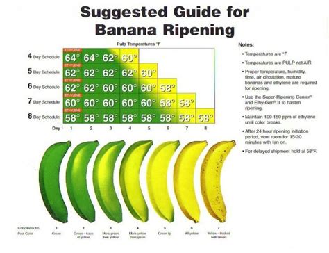 Banana Ripening Guide Banana Ripening Banana Facts Healthy Facts