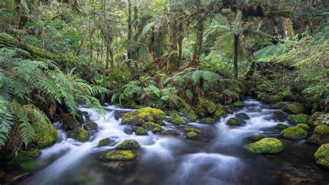 New Zealand Forests And Rivers Landcape Photography By Spencer Clubb