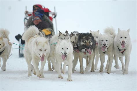 Dog Sled Ilulissat Greenland Bild Kaufen 70033976 Lookphotos