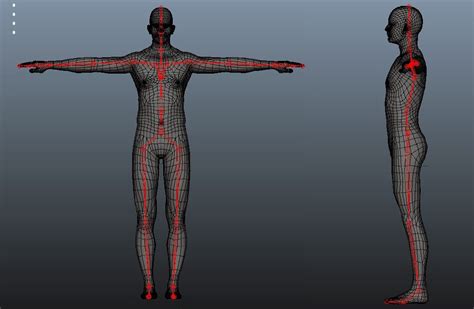 7 inspired for 3d model human rig