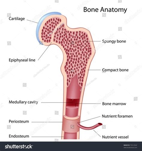 Epiphysis • the two ends of a long bone which are wider than the shaft and take part in the formation of a joint b. Bone Structure Details Stock Vector 75512542 - Shutterstock