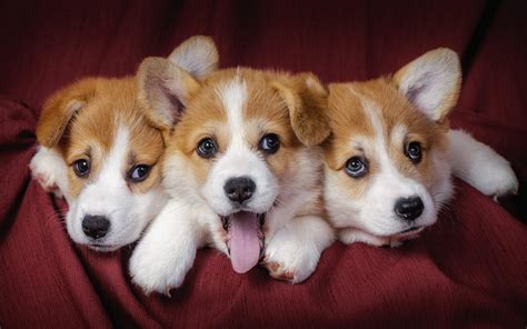 Free Download Hd Cute Puppy Backgrounds 1920x1200 For Your Desktop