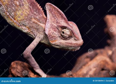 Closeup Of Chameleon Stock Photo Image Of Fresh Macro 30108494