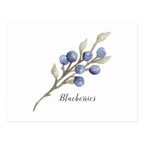 Blueberries On Branch Watercolor Postcard Zazzle Watercolor