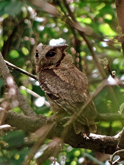 Collared Scops Owl Otus Lettia A Photo On Flickriver