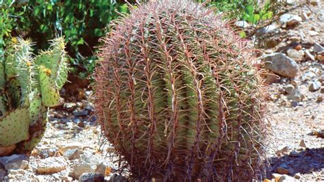 Barrel Cactus Description Facts And Species Britannica