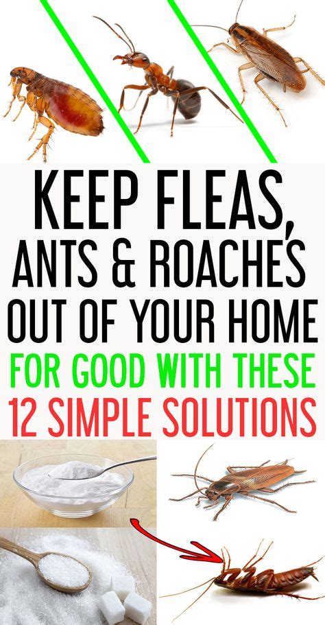 Get Rid Of Ants And Fleas And Roaches Out Of Your Home Rid Of Ants