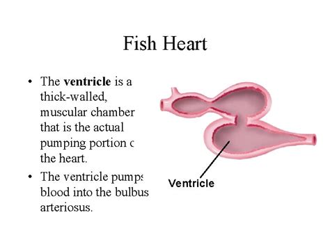 Fish heart chambers represent the atrium andventricles, which are equipped with special valves. Fish Heart Chamber : The Evolution Of The Heart Scientific ...