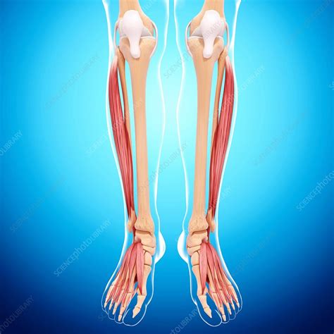 Human Leg Musculature Artwork Stock Image F0074330 Science