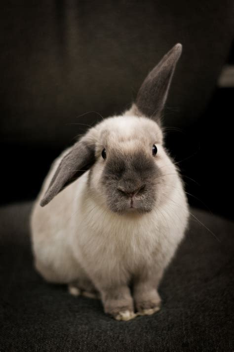 A Portraiture Of A Rabbit Smithsonian Photo Contest Smithsonian