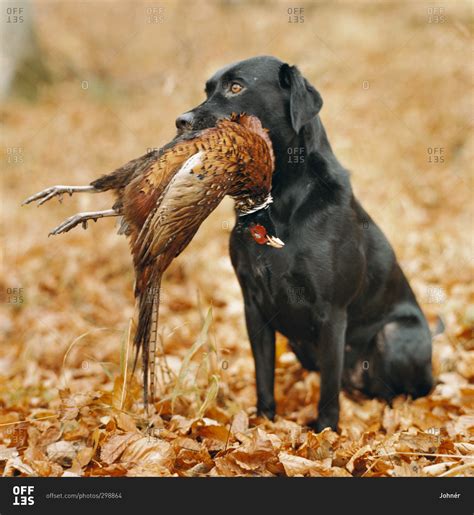 Hunting Dog With A Pheasant In Its Mouth Stock Photo Offset