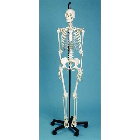 Model Animals Medical Anatomical Skull Model Fhuili Human Body Skeleton