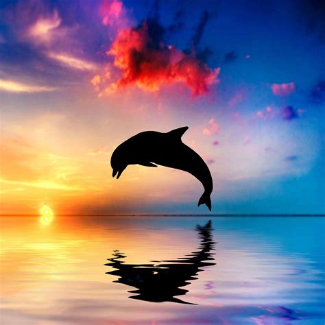 Die 60+ Besten Delfine Hintergrundbilder