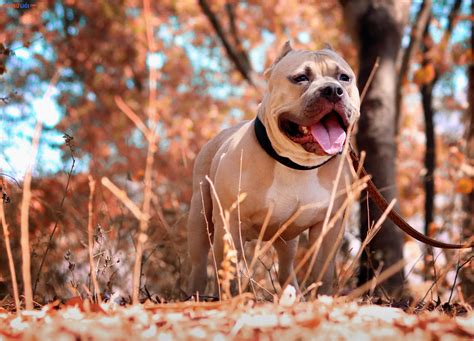 Những Hình ảnh Chó Pitbull đẹp Nhất Chúa Tể Dòng Chó Chiến