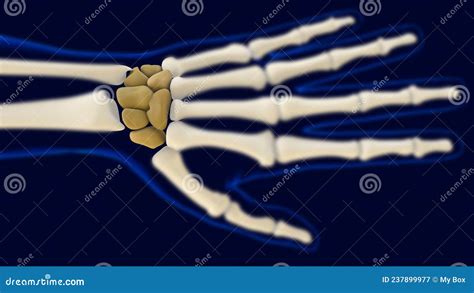 Carpais De Mão Anatomia óssea Para O Conceito Médico 3d Ilustração