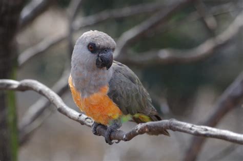 Pet Owners Guide To The Red Bellied Parrot Viparrot
