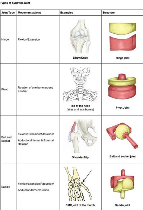 In this video we look at the 13 major muscle groups in the human body, and some everyday movements that each group is involved in.transcript noteswhat are. Types of Joints | Anatomy and physiology, Human anatomy ...