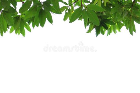 Green Leaves That Are Bright And Beautiful In Nature Stock Photo