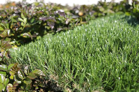 Softest Synthetic Grass Artificial Grass Inland Empire California