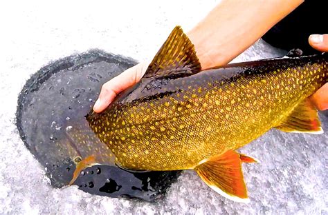 Ontario Golden Lake Trout Caught And Released In Muskoka Rfishing