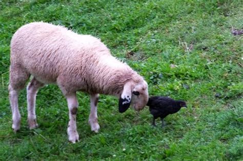 Nova haus aus lehrte berichten? Schaf mit Huhn beim Kuscheln - Bild von Agritur Weiss ...