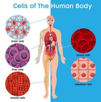 Diagram Of Human Cell For Education Vector Art At Vecteezy