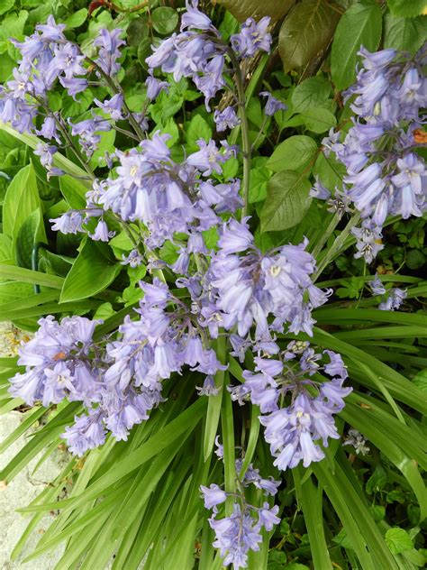 Entdecken sie in unserem onlineshop praktische geräte. Rosenzauber bei simoncards-simongarden | Pflanzen, Garten ...