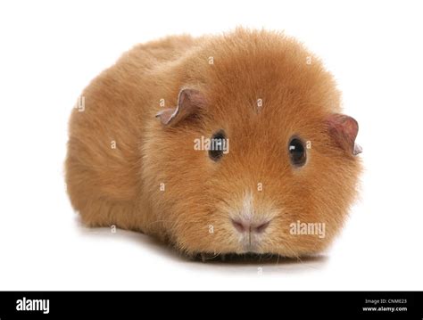 Domestic Guinea Pig Cavia Porcellus Adult Standing Stock Photo Alamy