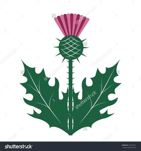 Thistle Symbol Of Scotland Vector Illustration Illustration