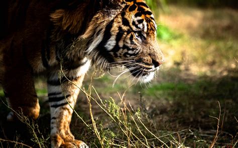 Download Wallpapers Tiger Evening Sunset Predators Dangerous