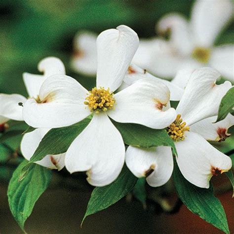 Though it can be grown all over the united states and some parts of mexico, this tree grows best in the. Dogwood Planting Guide | Dogwood trees, Plants, Tree seeds
