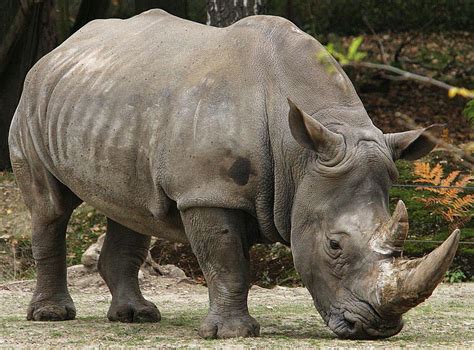 Sumatran Rhino Dicerorhinus Sumatrensis