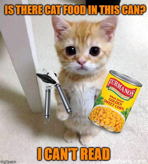 Cooking A Cat Meme Cat Meme Stock Pictures And Photos