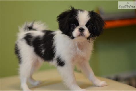 Japanese Chin Puppy For Sale Near Albany New York A748aebf 1771