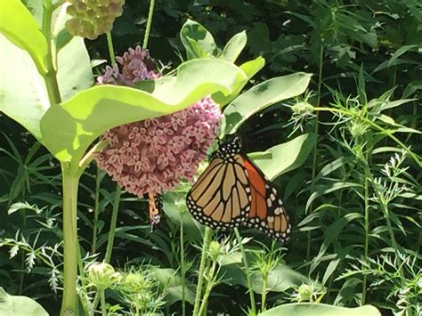 Pollinator Habitat Ideas Go Green Illinois
