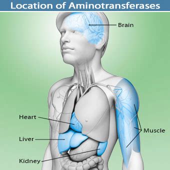 Liver function tests are blood tests that measure substances that the liver produces. Liver Function Tests: Normal, Low, and High Ranges & Results