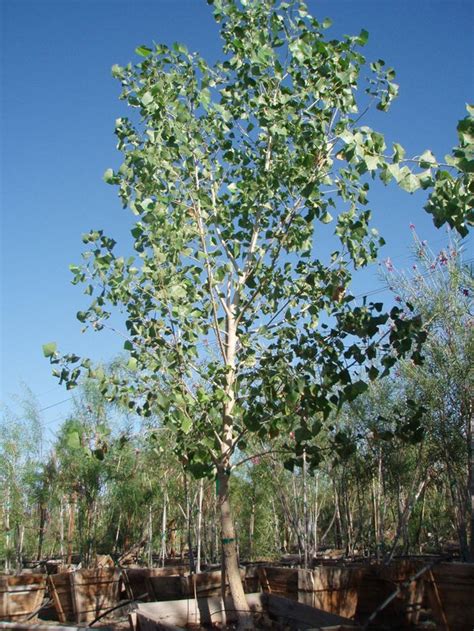 Cottonwood Is Gentle Tree The Omaha Tribe Made Their Sacred Pole Out Of Cottonwood Which